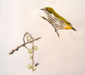 Yellow-vented Flowerpecker