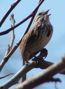 song sparrow in full song