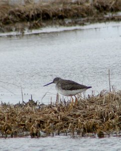 Greater Yellowlegs