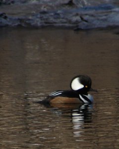 Hooded Merganser