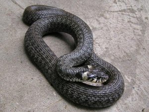 Grass Snake (2)