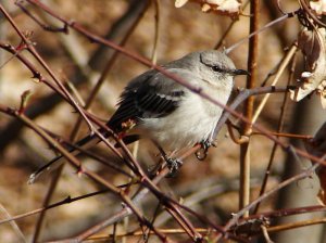 Northern Mockingbird