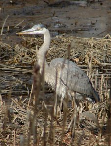 Great Blue Heron