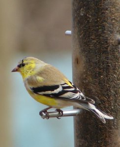 Molting Goldfinch