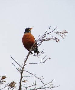 American Robin in the Wind