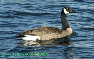 Canada Goose