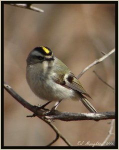 Golden-crowned kinglet