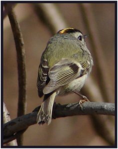 Golden-crowned kinglet