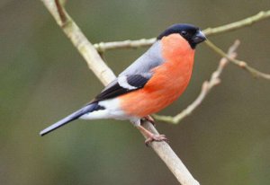 Bullfinch