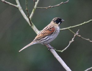 male Reed Bunting