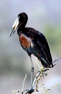 African Open Bill stork