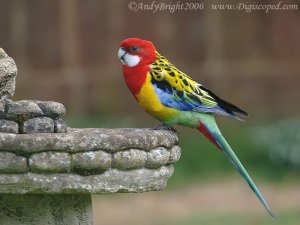 Escapee Eastern Rosella