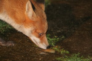 Red fox close up