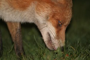 Red fox very close shot