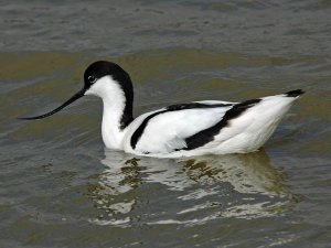 DUCK Avocet