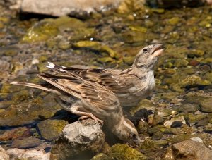 Rock sparrow