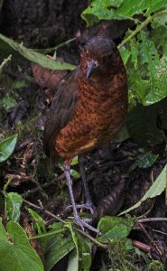 Giant antpitta