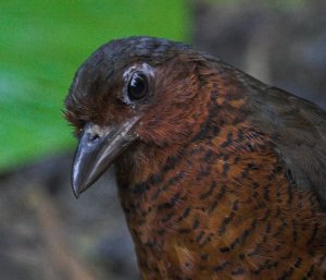 Giant antpitta