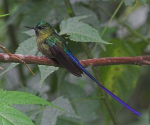 Violet-tailed Sylph