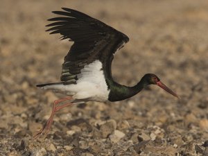 Black Stork