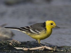 Citrine Wagtail