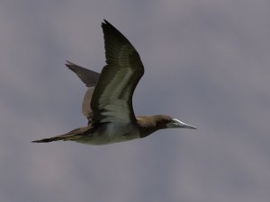 Brown Booby