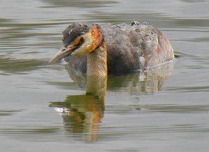 Great crested grebe