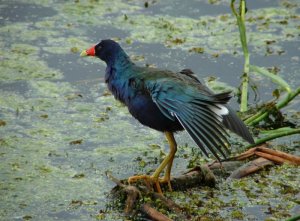 Purple Gallinule