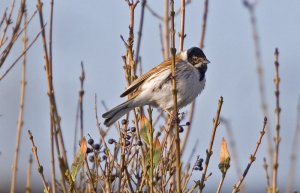 reed bunting