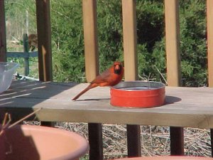 Curious Male Northern Cardinal