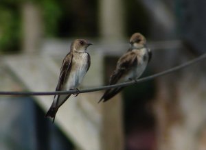 Northern Rough-Winged Swallows