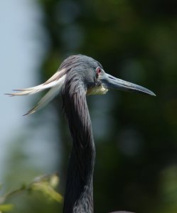 Tricolored Heron