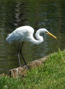 Great Egret with Fish