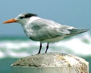 Royal Tern-Gaviota Real