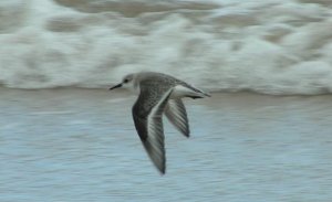 Sanderling