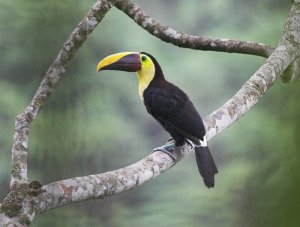 Chestnut-mandibled Toucan