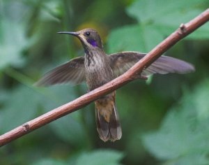 Brown Violet-ear