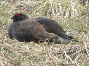 Black Grouse 1