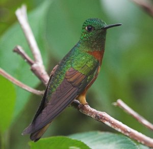 Chestnut-breasted coronet