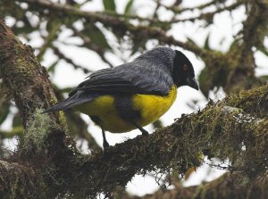 Hooded Mountain-tanager