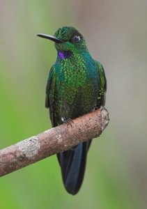 Green-crowned brilliant