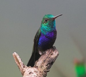 Violet-bellied hummingbird