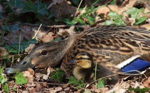 Young Mallard