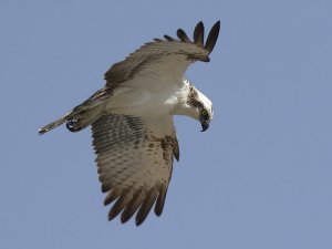 Osprey