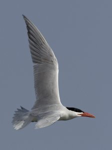 Caspian tern