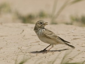 Lesser Short-toed lark