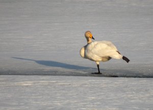 Stretching swan
