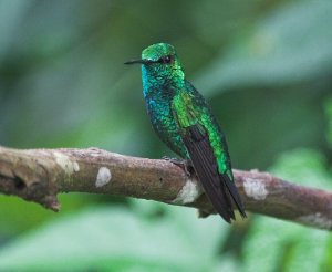 Western Emerald