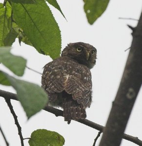 Pacific (Peruvian) Pygmy Owl