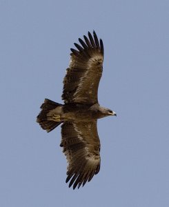 Steppe eagle